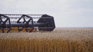 Combine harvesting wheat. Harvesting of wheat field with combine video