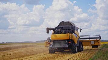 Seasonal harvesting of wheat. Agricultural machine collecting golden ripe wheat field video