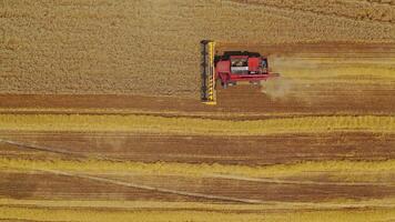 Harvesting grain field. Top view from the drone combine harvester agricultural machine ride in the field of golden ripe wheat video