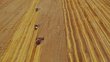 combinar colheitadeira em campo. aéreo Visão do combinar colheitadeiras em trigo campo video