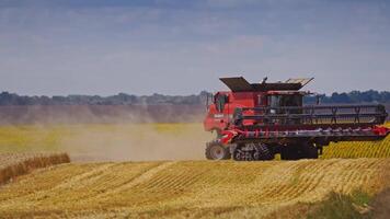 Grain harvesting combine. Combine harvester in action on wheat field video