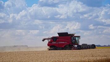 Grain harvest combine harvester. Harvesting machine working in the field video