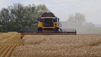 Combine harvester working in field. Harvesting is the process of gathering a ripe crop from the fields video