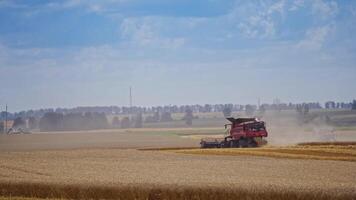 Modern combine harvesting grain. Grain harvester combine work in wheat field video