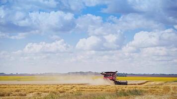 Grain harvesting tractor. Machine for separating wheat grains working on field video