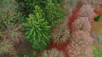 Forest view from above. Aerial top view of forest tree video