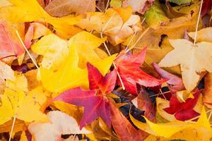 Background group autumn orange leaf. Multicolor maple leaves autumn background. photo