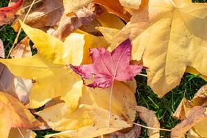 fallen leaves from trees in autumn, fall background photo