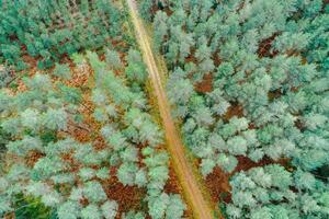 a mountain dirt track with pine trees, aerial view with drone, background for the adventure transport concept photo