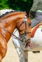 head of a brown lusitano thoroughbred horse at an equestrian event photo