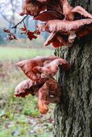 Close up from a bunch of Mushrooms growing on a tree at Autumn. In a forest in The Netherlands. photo