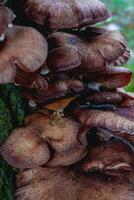 Close up from a bunch of Mushrooms growing on a tree at Autumn. In a forest in The Netherlands. photo
