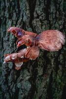 Close up from a bunch of Mushrooms growing on a tree at Autumn. In a forest in The Netherlands. photo