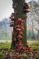 Close up from a bunch of Mushrooms growing on a tree at Autumn. In a forest in The Netherlands. photo
