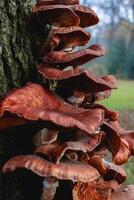 Close up from a bunch of Mushrooms growing on a tree at Autumn. In a forest in The Netherlands. photo