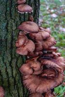Close up from a bunch of Mushrooms growing on a tree at Autumn. In a forest in The Netherlands. photo