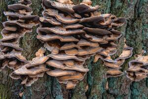 Close up from a bunch of Mushrooms growing on a tree at Autumn. In a forest in The Netherlands. photo
