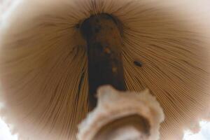 Parasol mushroom in the wild. In the National Park in De Zilk, The Netherlands. photo