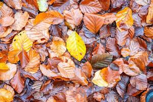 A background with Colorfull Autumn leaves laying down on the ground. photo