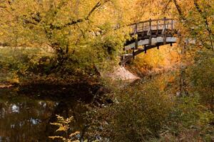 Yellow and red leaves on the trees. Autumn landscape. Nature in October photo