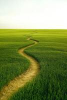 Winding path through lush green fields at sunset photo