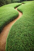 Lush green garden with curved path under clear sky photo