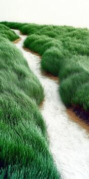 Lush green grass creates a winding path through nature photo