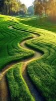 Green meadows with winding paths in early morning light photo