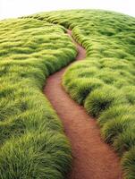 Pathway through lush green grass on a sunny day photo