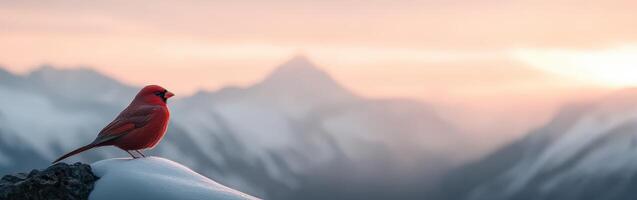 Bright red bird perched on snow-covered mountain ledge photo