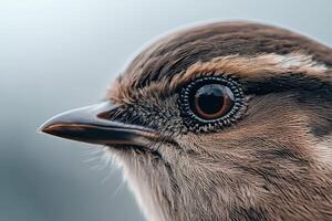 Close-up of a robin showcasing detailed feathery textures photo
