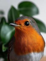 Bright robin perched near green leaves in soft light photo