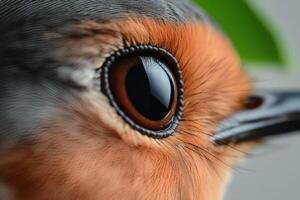 Close-up of a robin's eye with vibrant colors in nature photo
