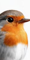 Robin perched and displaying its vibrant feathers in detail photo