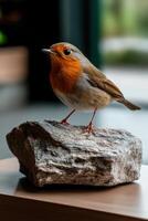 Robin perched on a stone in a cozy indoor environment photo
