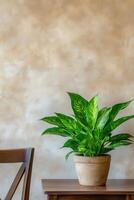 Bright green plant in a simple pot on a wooden table photo