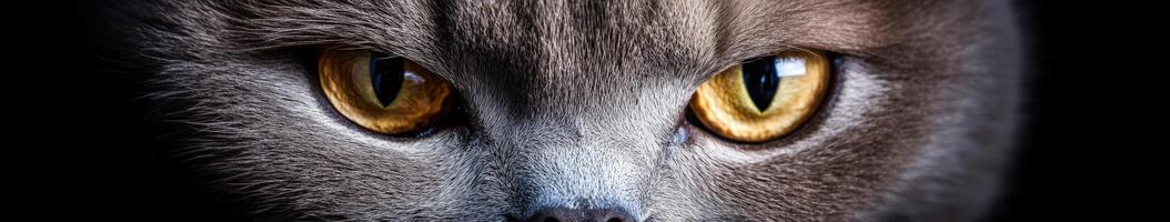 Captivating close-up of a cat's striking amber eyes photo