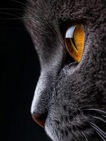Close-up view of a cat's striking eye detail photo