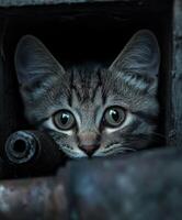 Small gray kitten peeking out from a dark crevice photo