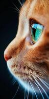 Close-up of an orange cat with striking green eyes photo