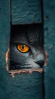 Curious cat watches through a weathered wooden fence photo