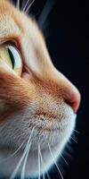 Cat close-up showcasing green eyes and detailed fur texture photo