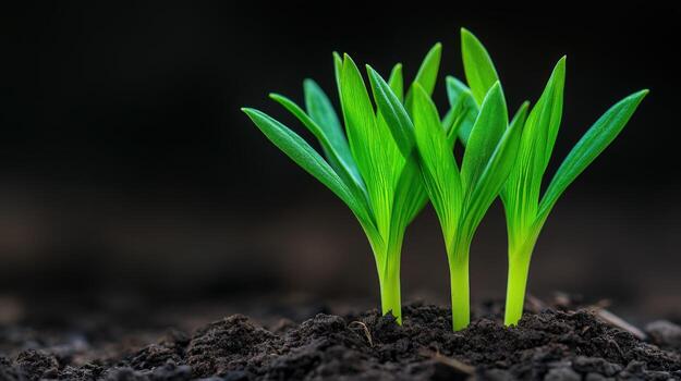 Fresh green shoots sprouting from rich, dark soil photo