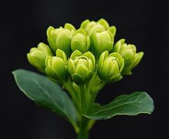 Green flower buds with lush leaves against a dark background photo