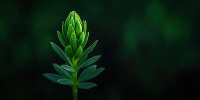 Fresh green plant emerging in a dark background photo