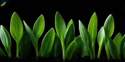 Healthy green seedlings growing in rich dark soil photo