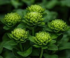 Green blooms in lush foliage create a serene garden atmosphere photo