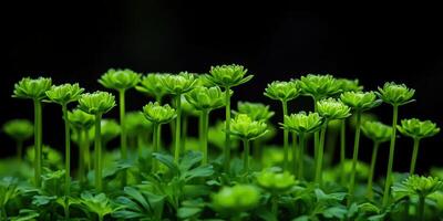 Green plant sprouts emerging from dark soil background photo