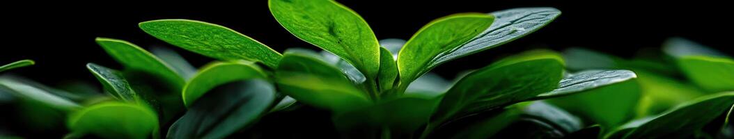 Young green leaves sprouting in a dark environment photo