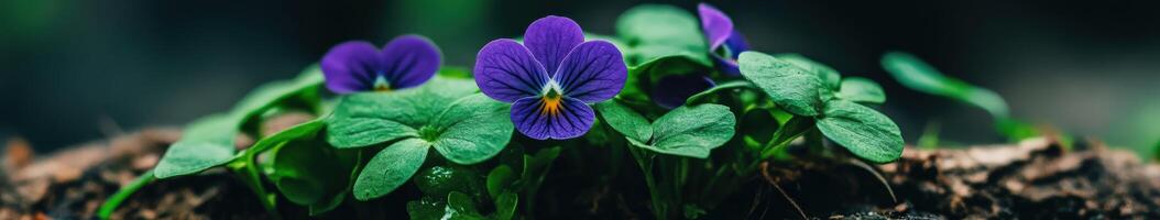 Vibrant purple flowers bloom in a lush garden setting photo